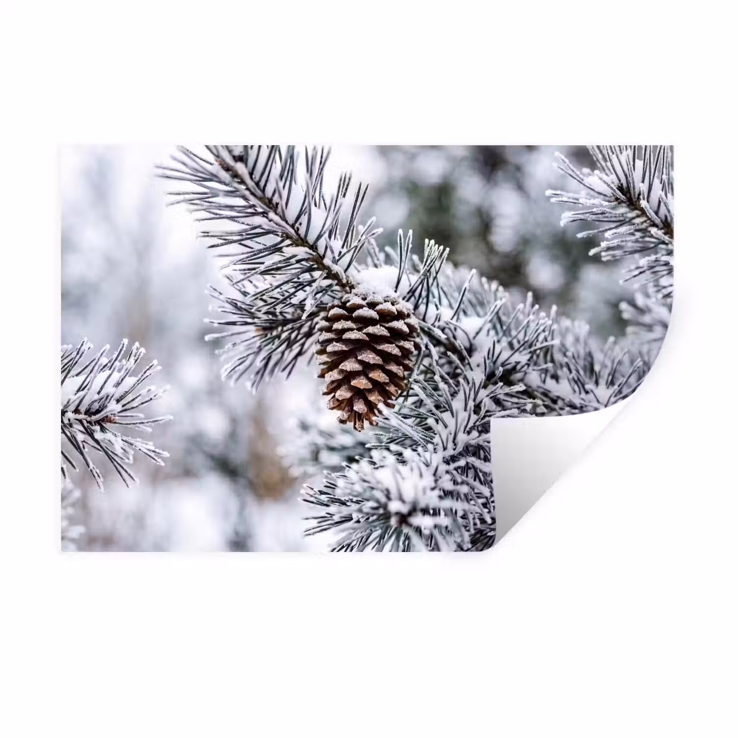 Dennenappel - Tak - Sneeuw - Winter - Sfeervol Muursticker klein -3d