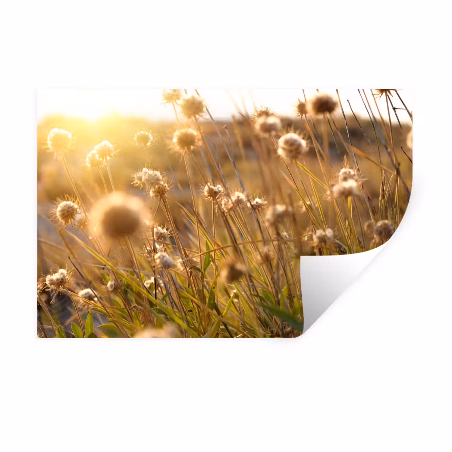 Planten - Natuur - Bloemen Muursticker klein -3d