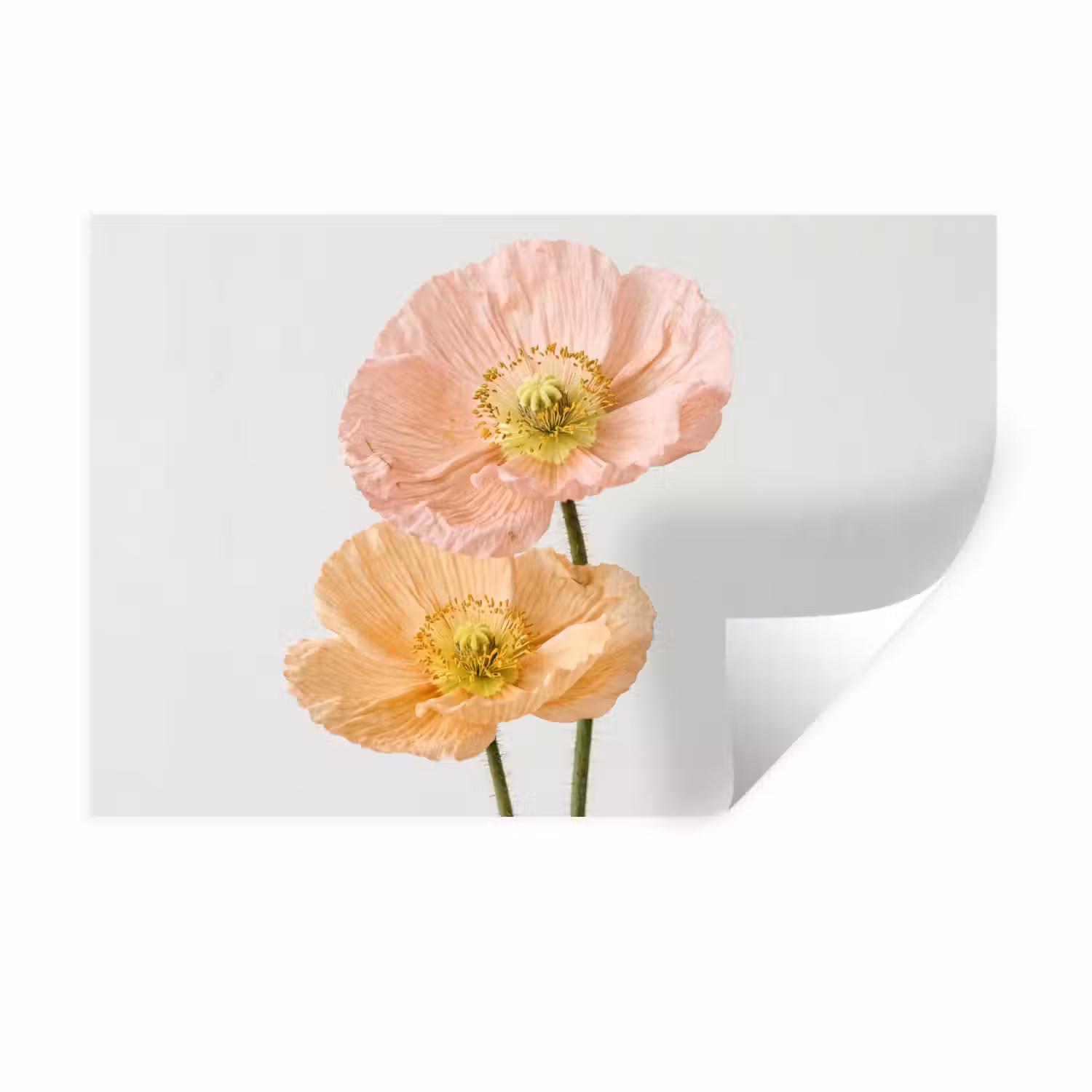 Papavers - Botanisch - Roze Muursticker klein -3d
