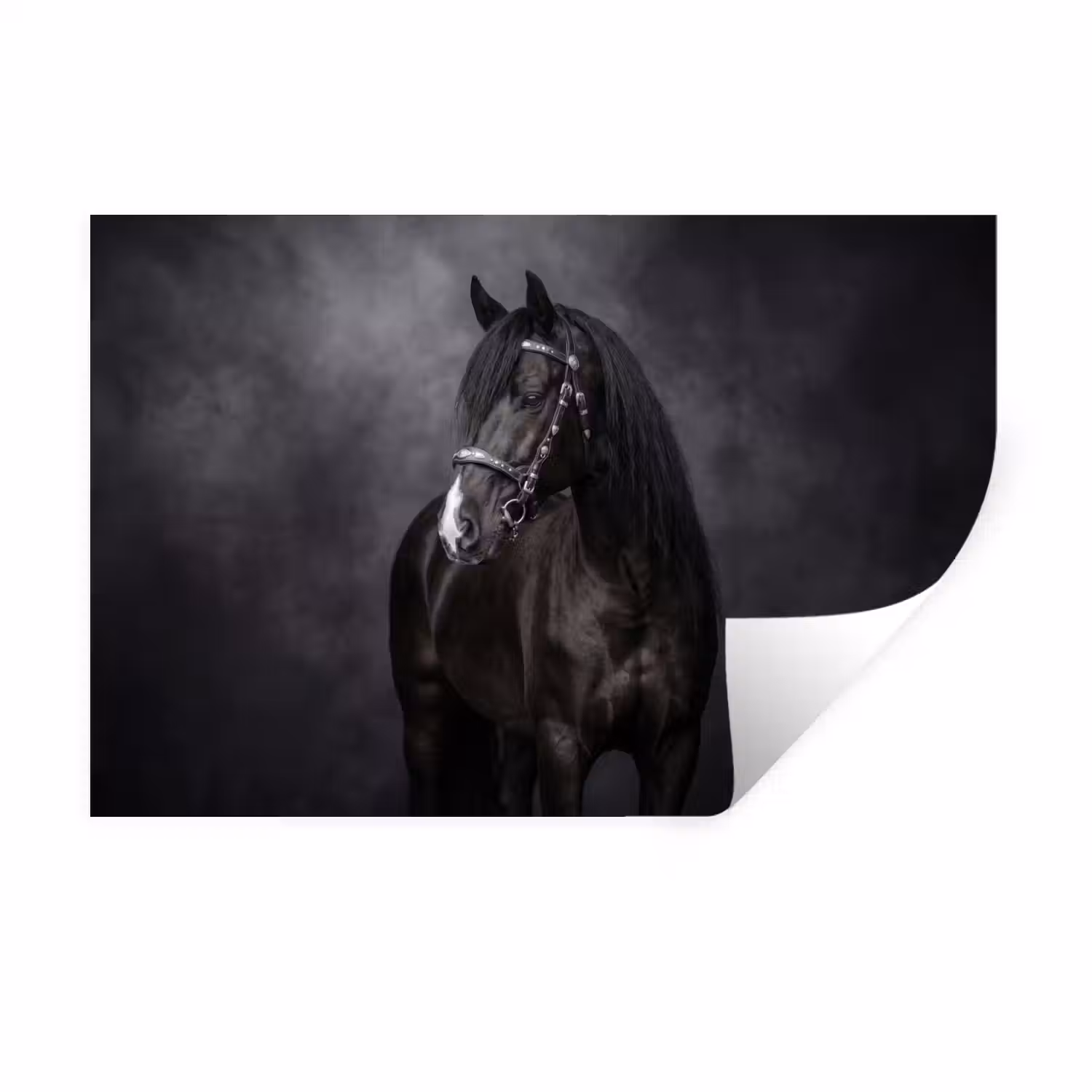 Portret - Paard - Zwart Muursticker klein -3d