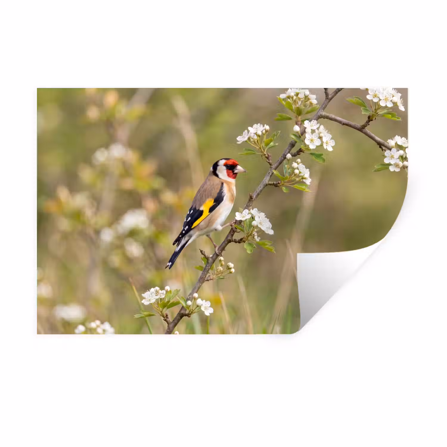 Putter - Bloesem - Lente - Natuur - Kleurrijk Muursticker klein -3d
