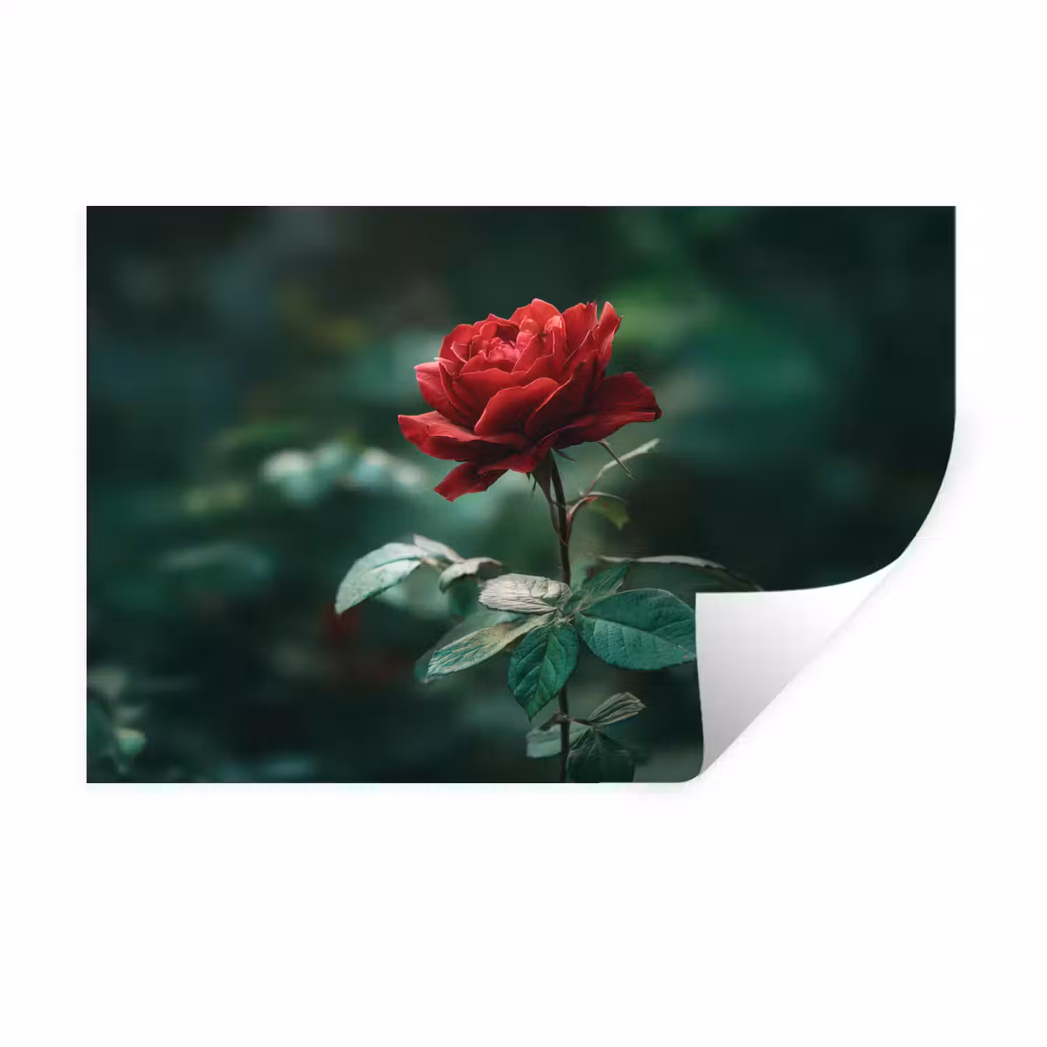 Roos - Bladeren - Dieprood Muursticker klein -3d
