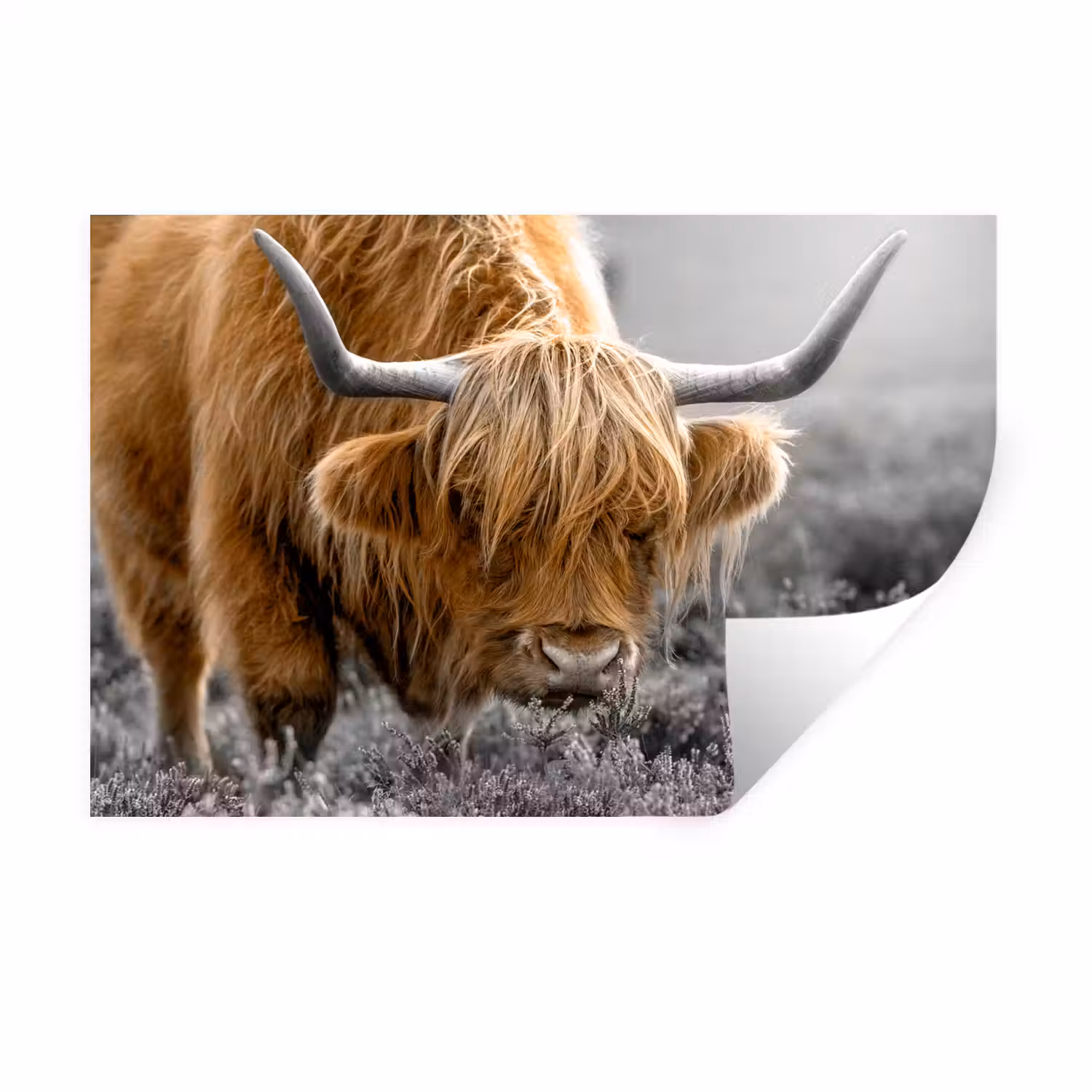 Schotse Hooglander - Dieren - Bruin - Koe - Zwart - Wit - Natuur Muursticker klein -3d