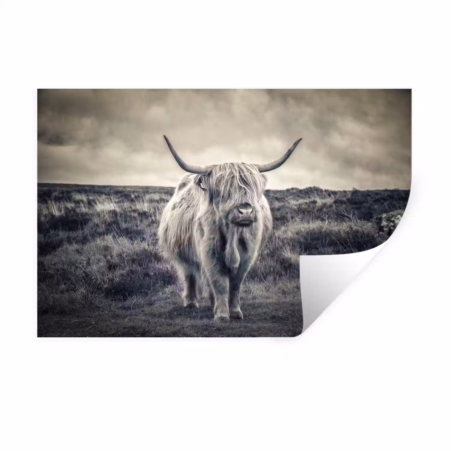 Schotse hooglander - Dieren - Wolken - Koe - Natuur Muursticker klein -3d