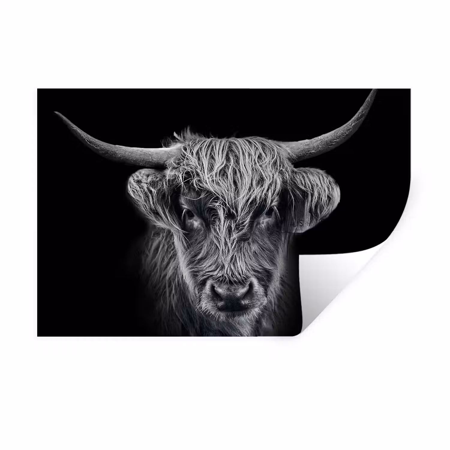 Schotse hooglander - Zwart - Koe - Dieren Muursticker klein -3d