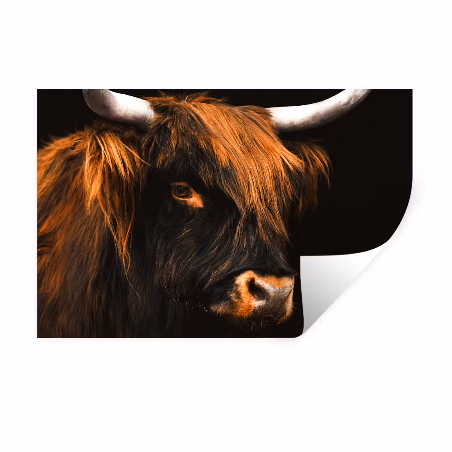 Schotse hooglander - Zwart - Koe - Hoorn - Dieren Muursticker klein -3d