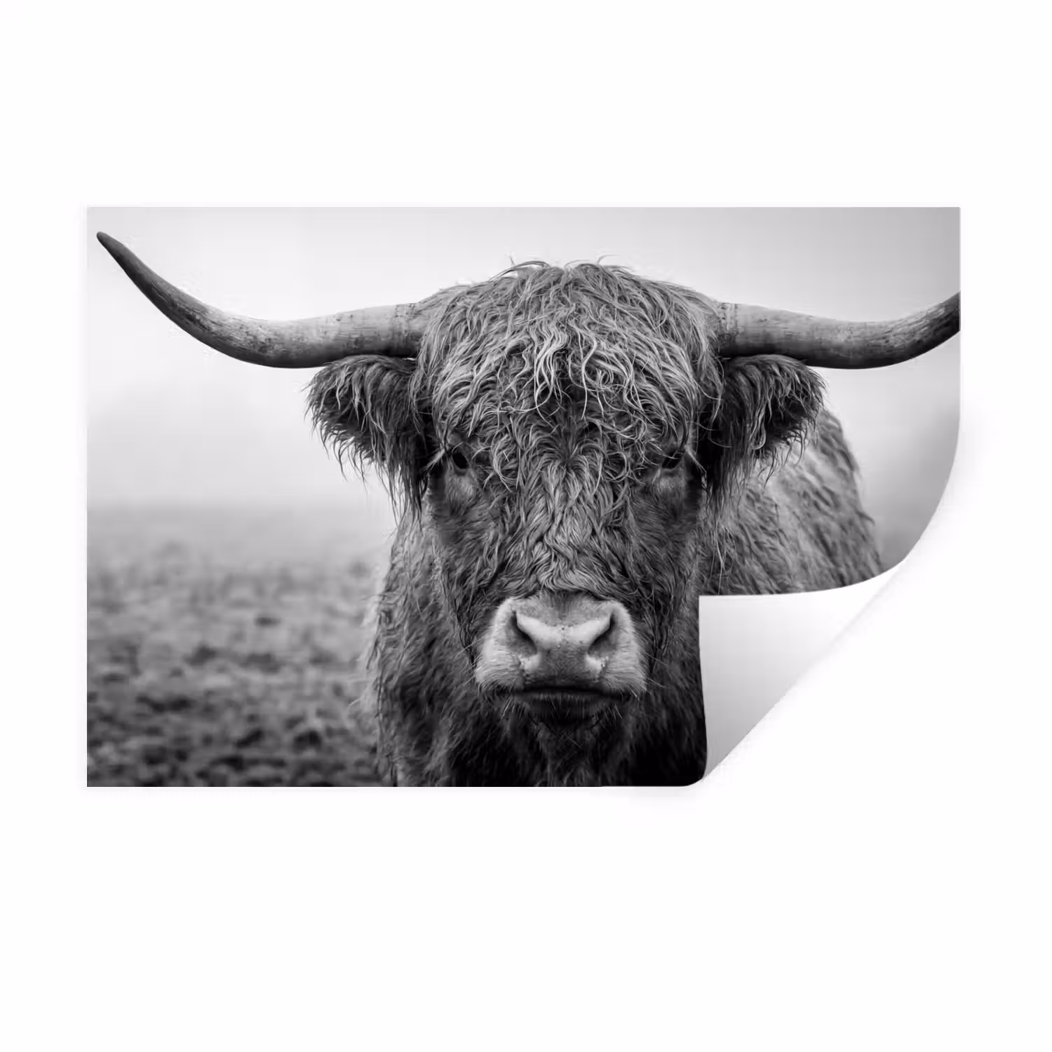 Schotse hooglander - Zwart - Wit - Gras Muursticker klein -3d