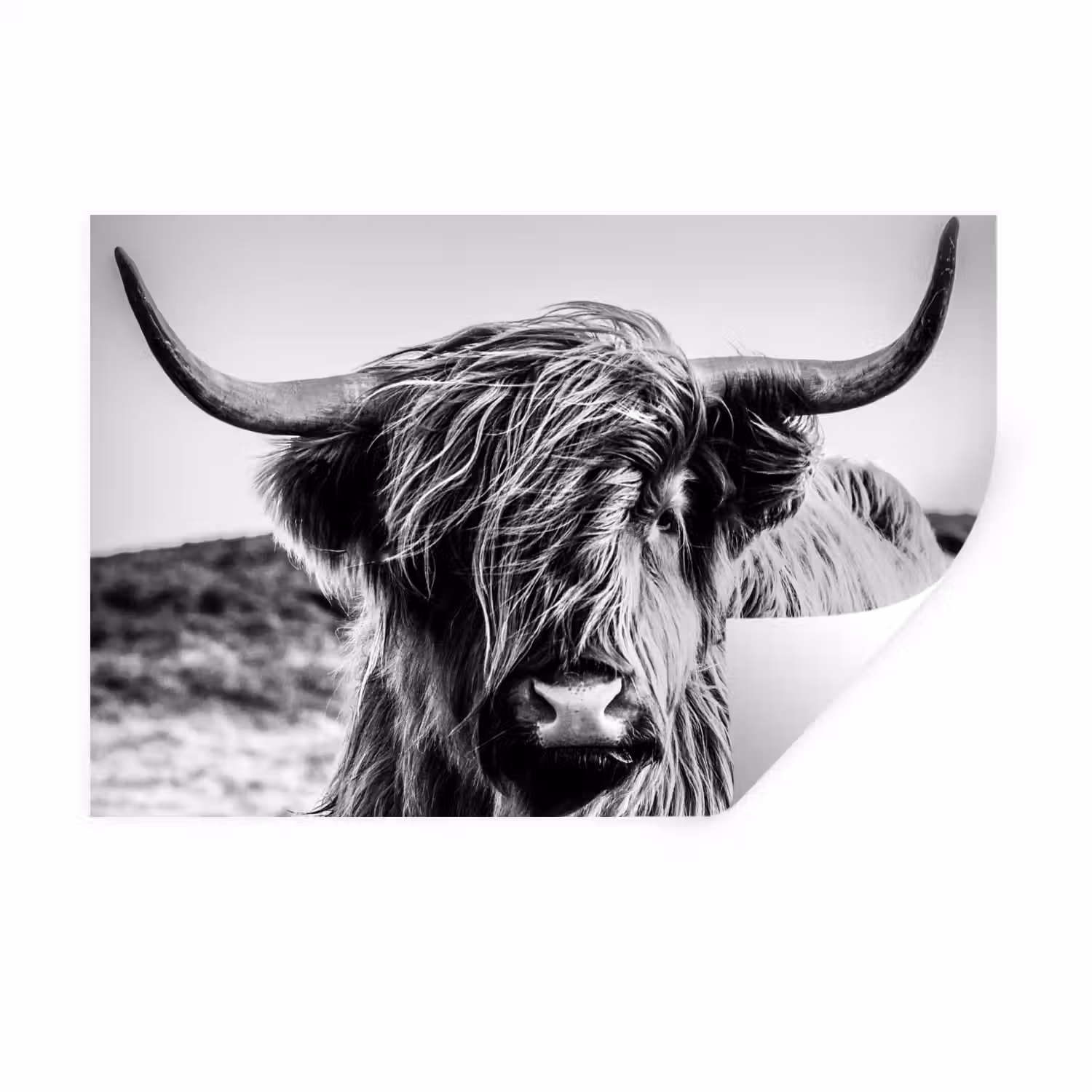 Schotse hooglander - Close up - Horens - Vacht - Zwart Wit Muursticker klein -3d
