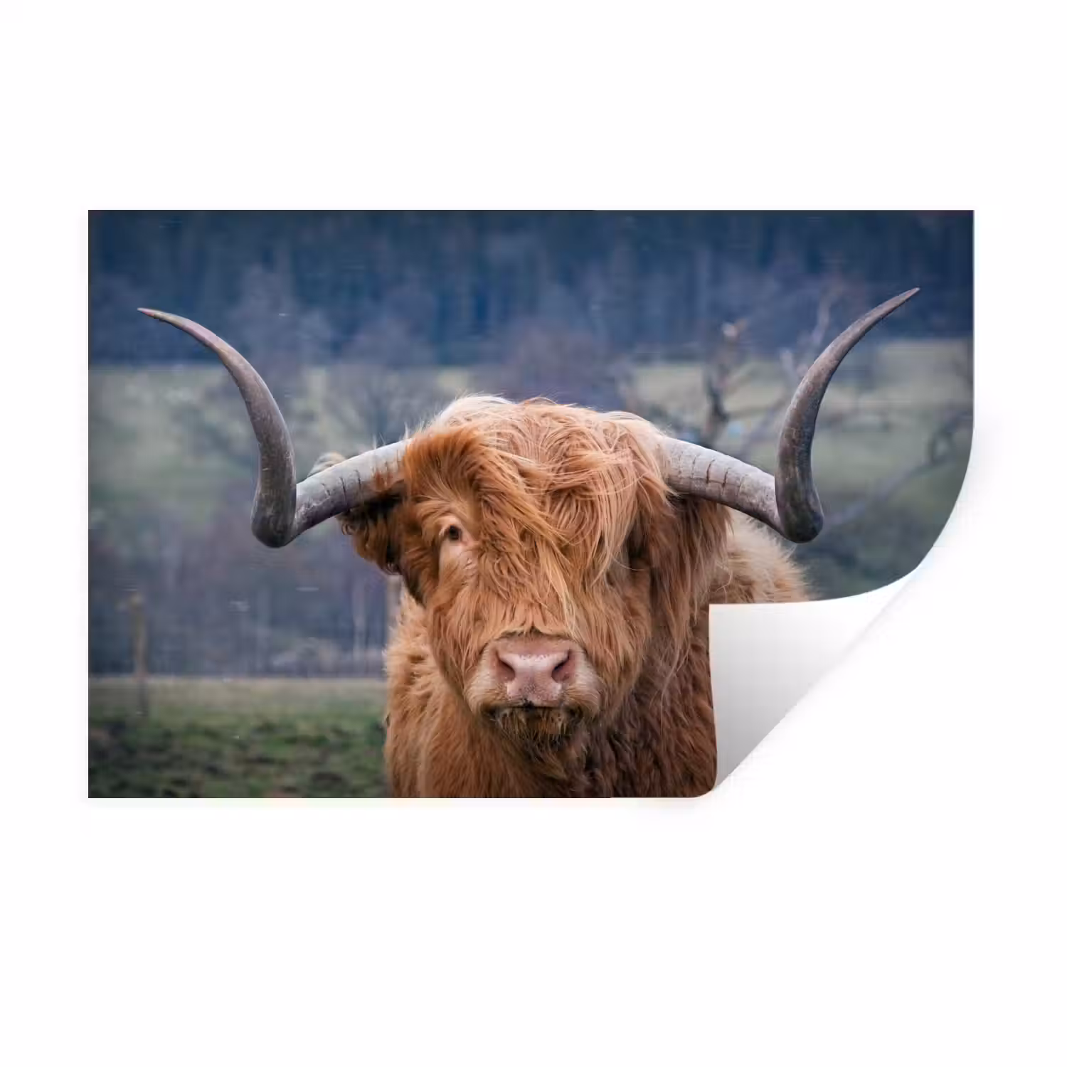 Schotse Hooglander - Koeienkop - Landschap - Natuur - Koe Muursticker klein -3d