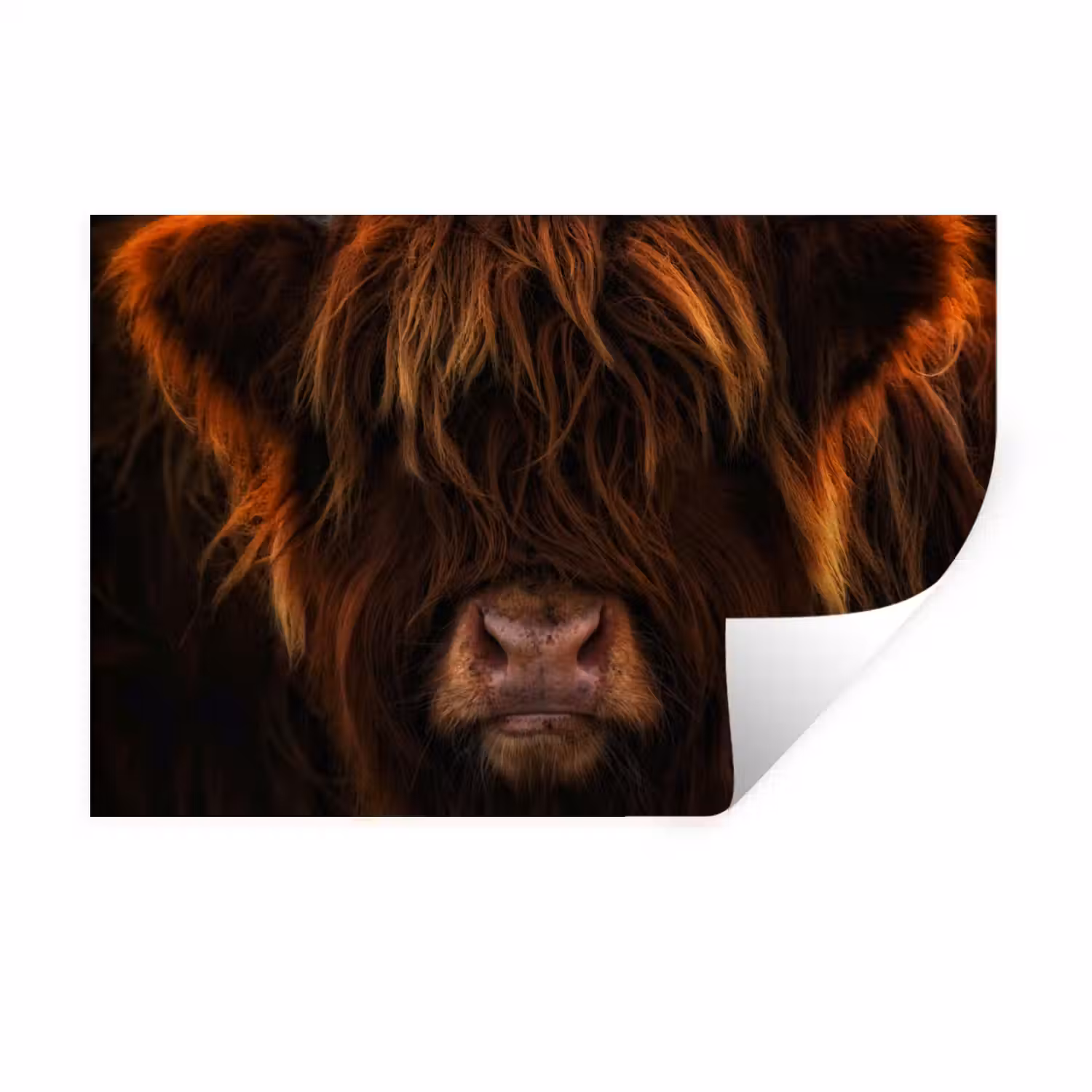 Schotse Hooglander - Koe - Portret - Dieren Muursticker klein -3d