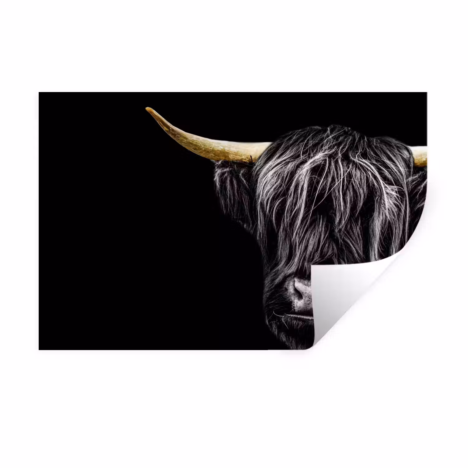Schotse hooglander - Goud - Vacht - Dieren - Koe Muursticker klein -3d