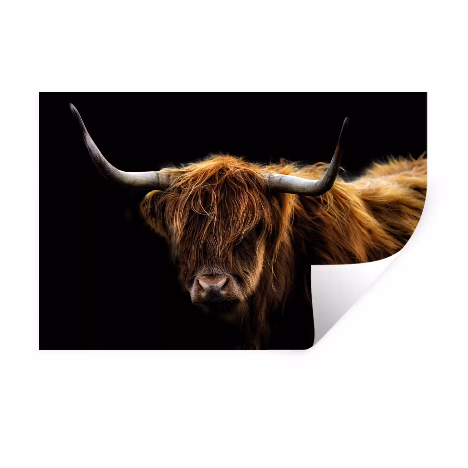 Schotse Hooglander - Horens - Zwart - Dieren - Natuur - Wild - Koe Muursticker klein -3d