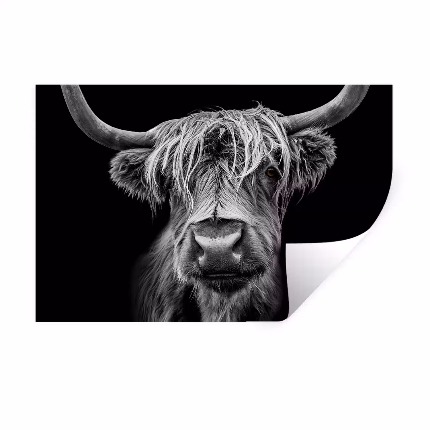 Schotse Hooglander - Horens - Zwart - Wit - Koe - Wild - Dieren Muursticker klein -3d