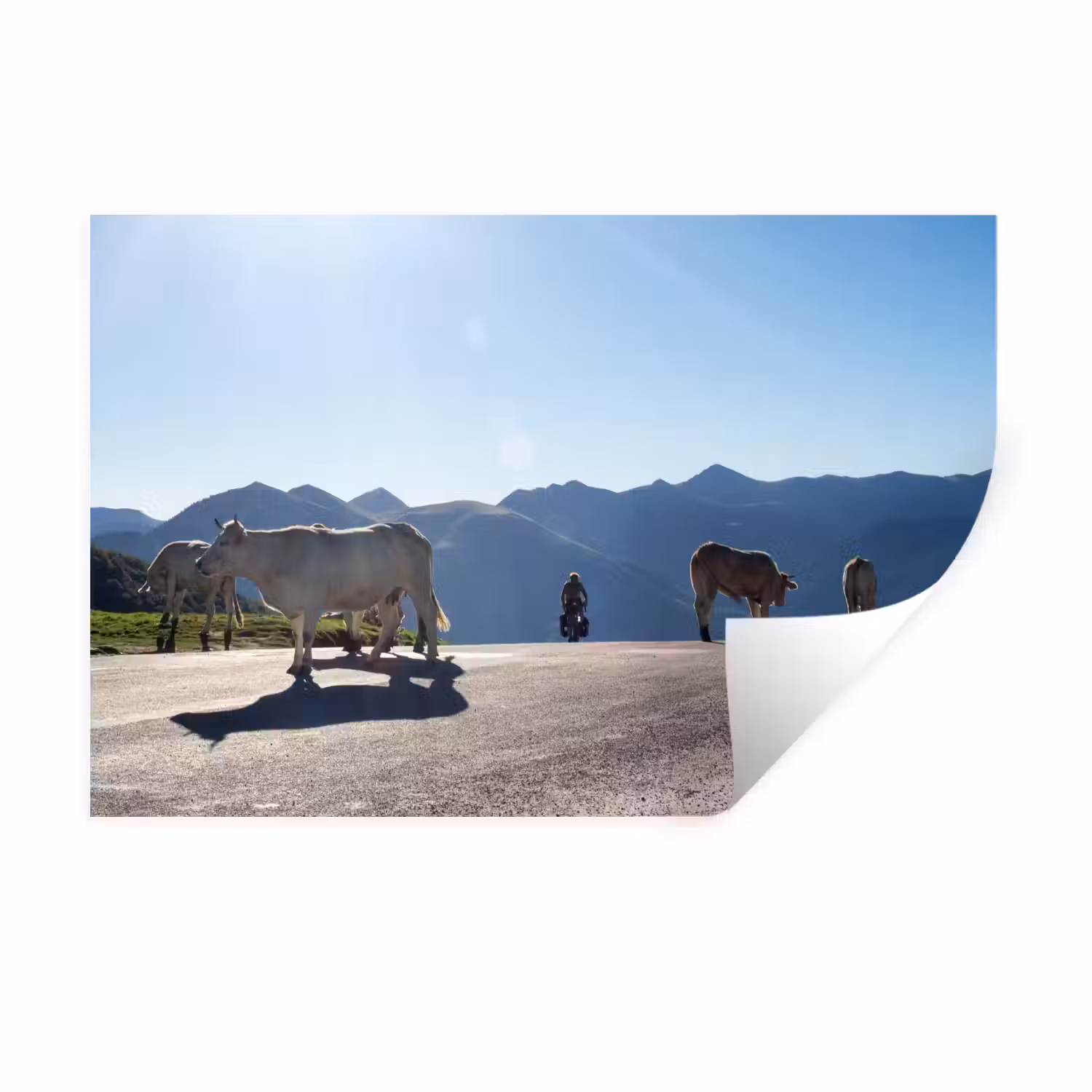 Schotse hooglander - Licht - Berg - Natuur Muursticker klein -3d