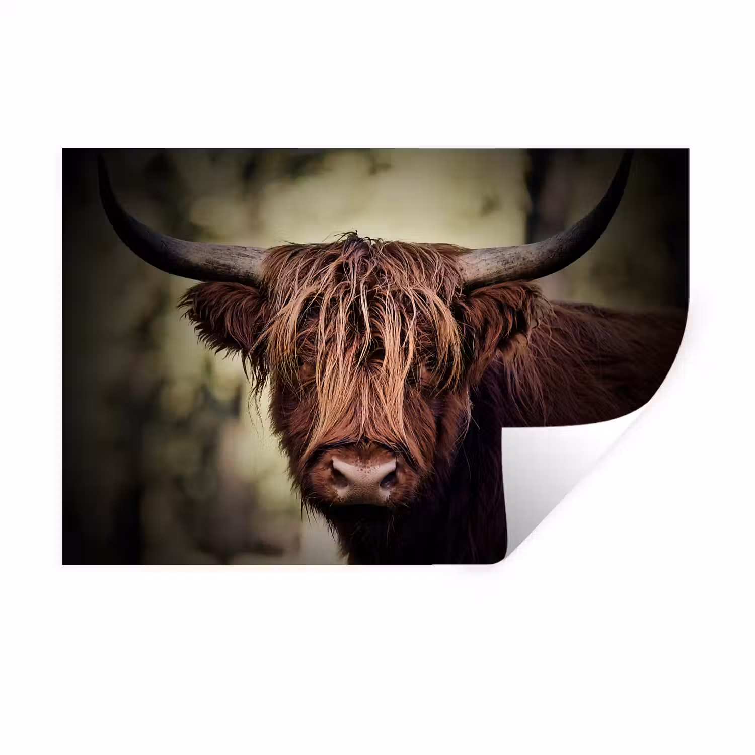 Schotse hooglander - Licht - Portret - Natuur Muursticker klein -3d