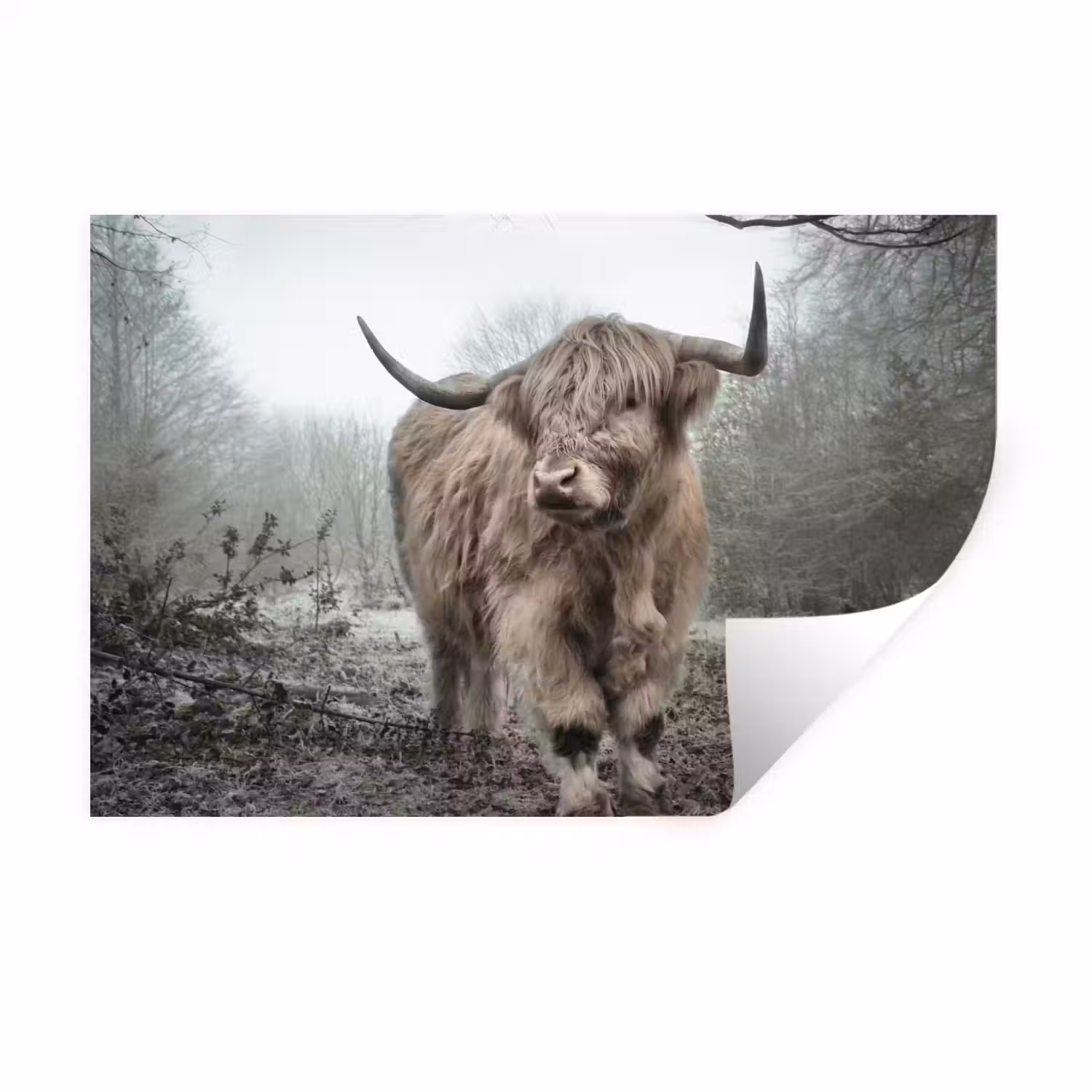 Schotse hooglander - Natuur - Herfst - Dieren - Wild - Bos Muursticker klein -3d