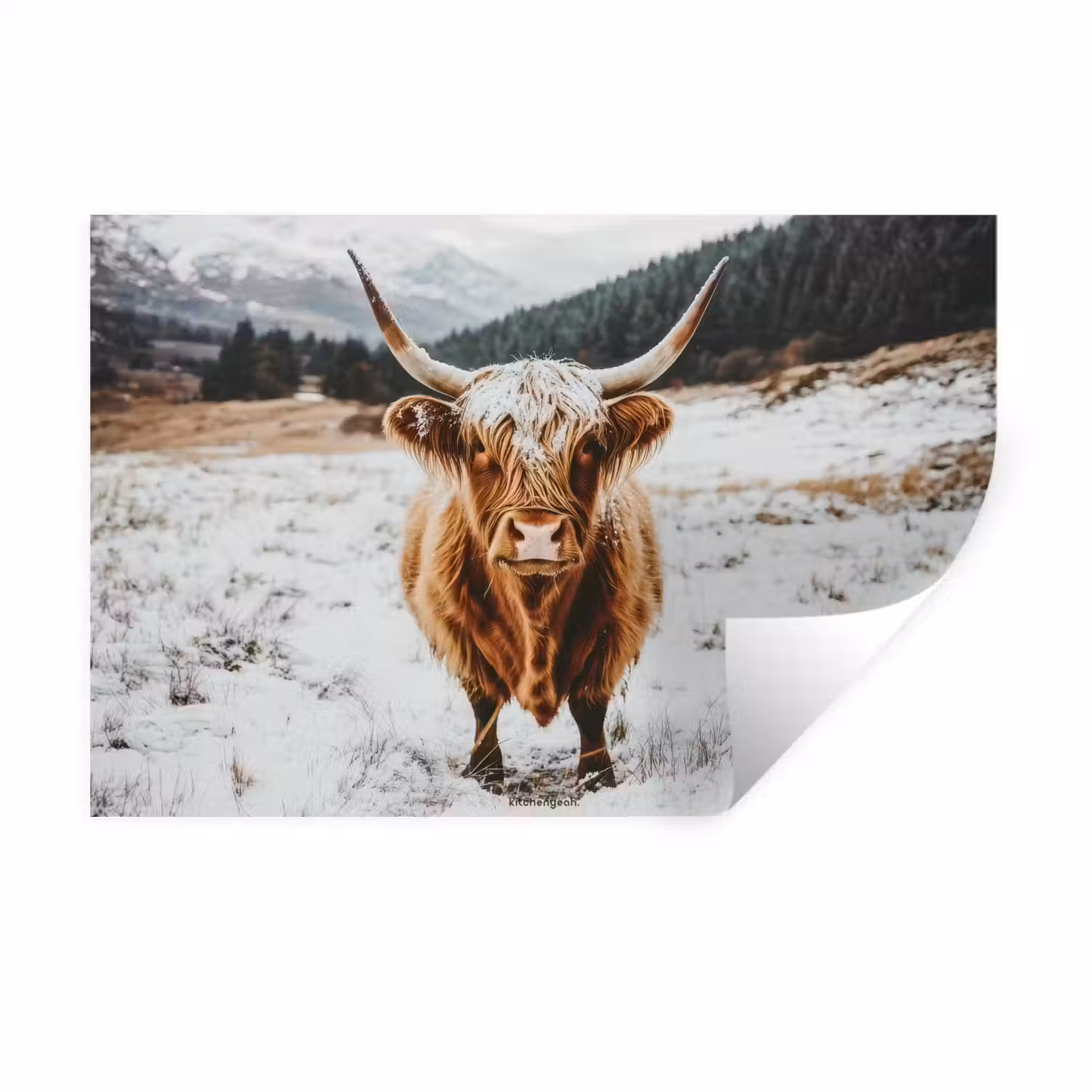Schotse Hooglander - Sneeuw - Winter - Dieren Muursticker klein -3d