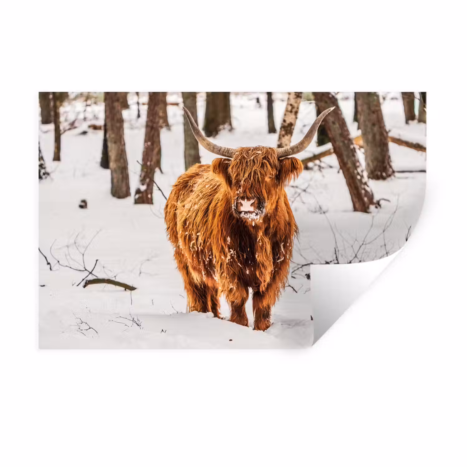 Schotse Hooglander - Sneeuw - Winter - Natuur - Dieren Muursticker klein -3d