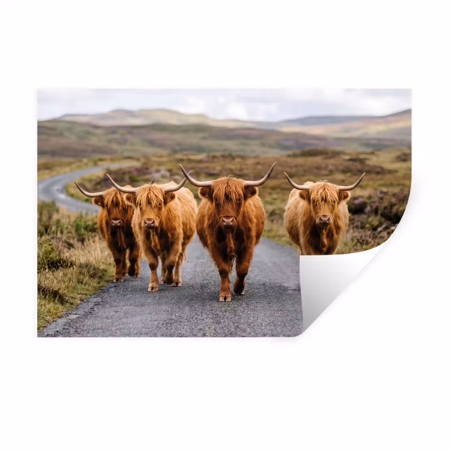 Schotse Hooglanders - Weg - Landschap - Kudde Muursticker klein -3d