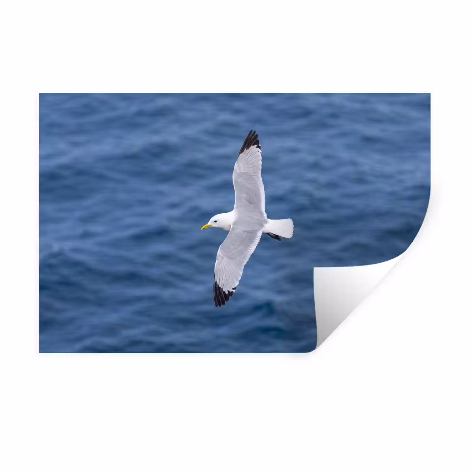 Zeemeeuw - Oceaan - Blauw Muursticker klein -3d