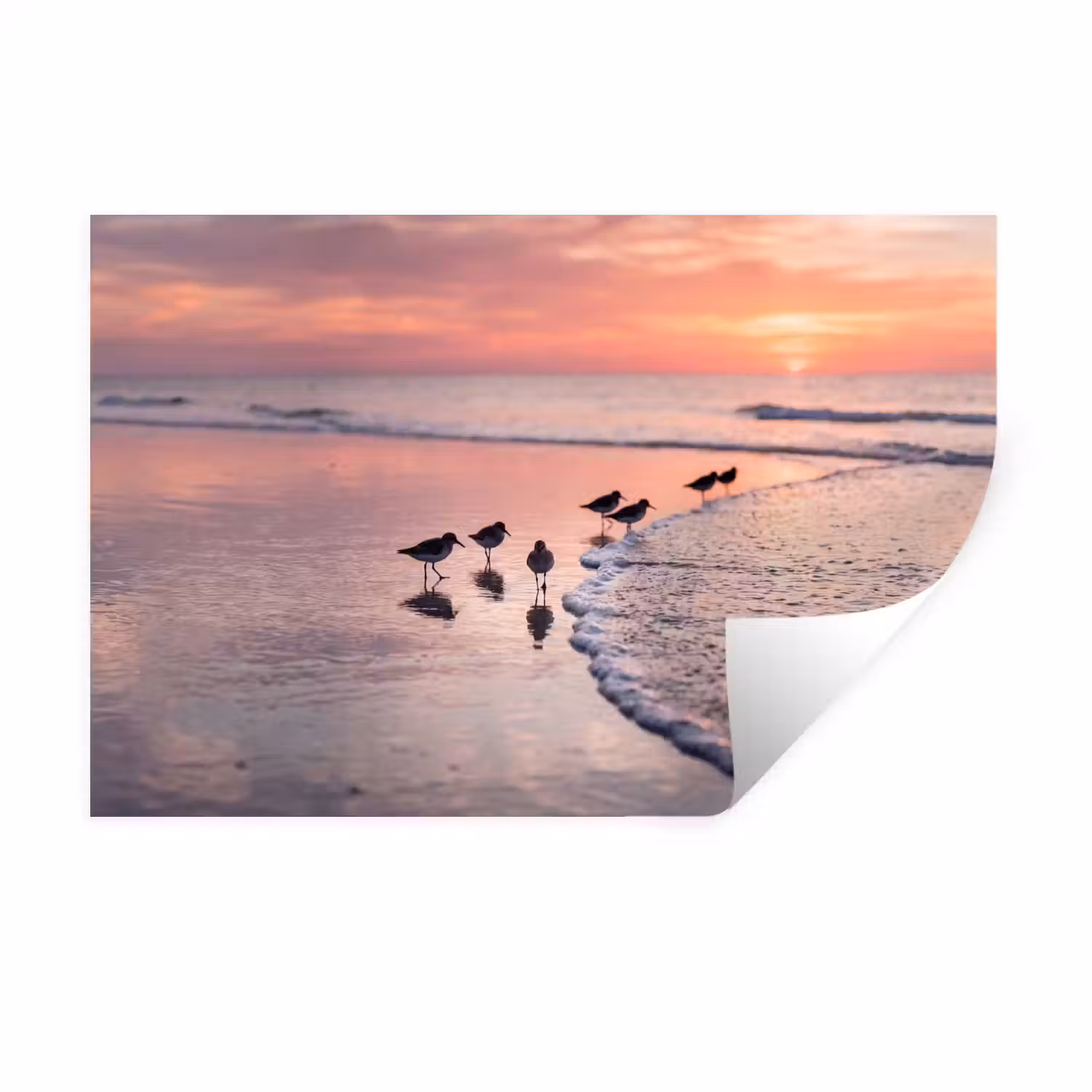 Meeuwen - Strand - Zee - Roze Muursticker klein -3d