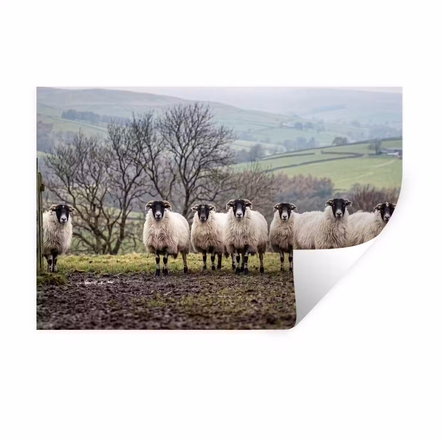 Schapen - Rij - Weide - Dieren - Platteland Muursticker klein -3d