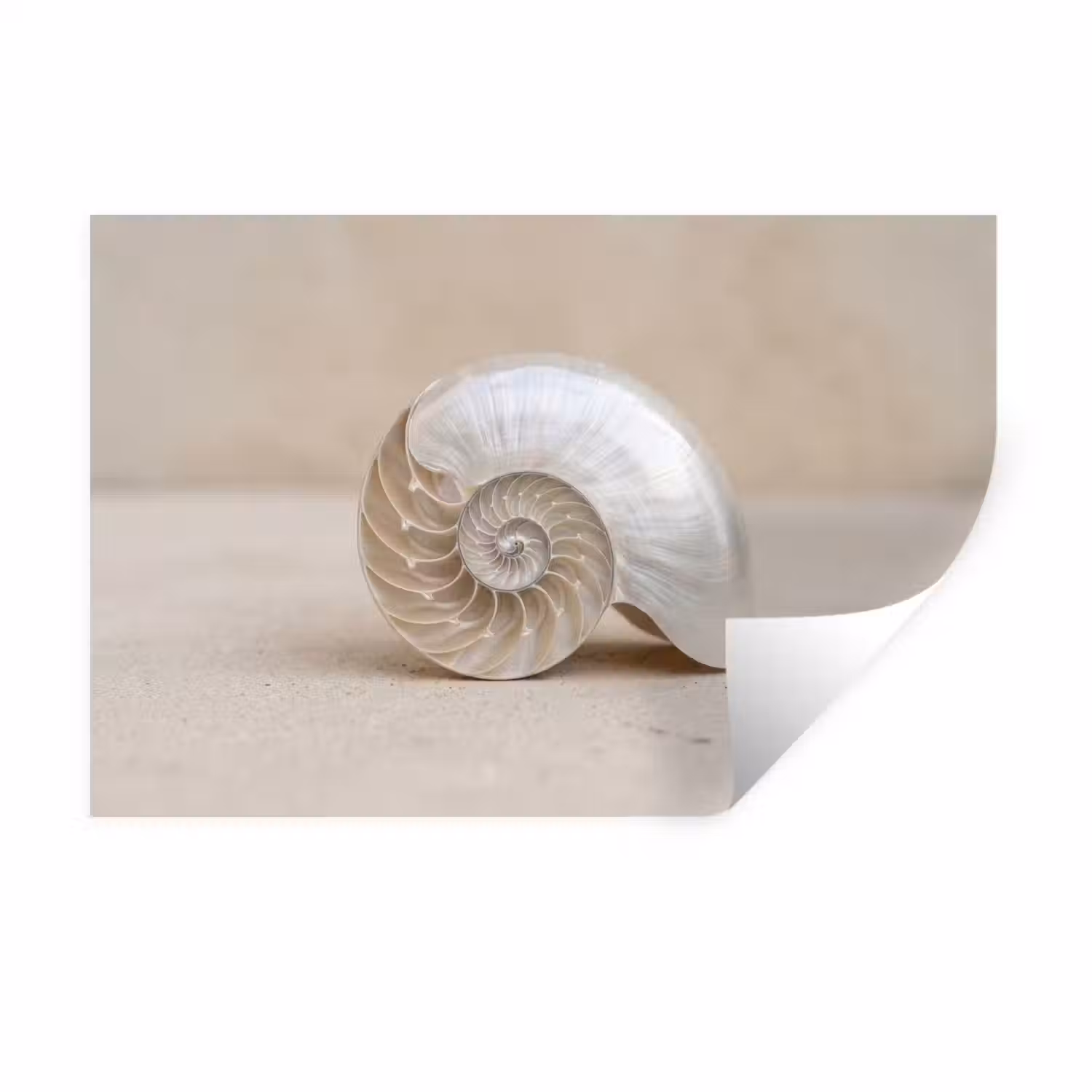 Schelp - Spiraal - Beige Muursticker klein -3d