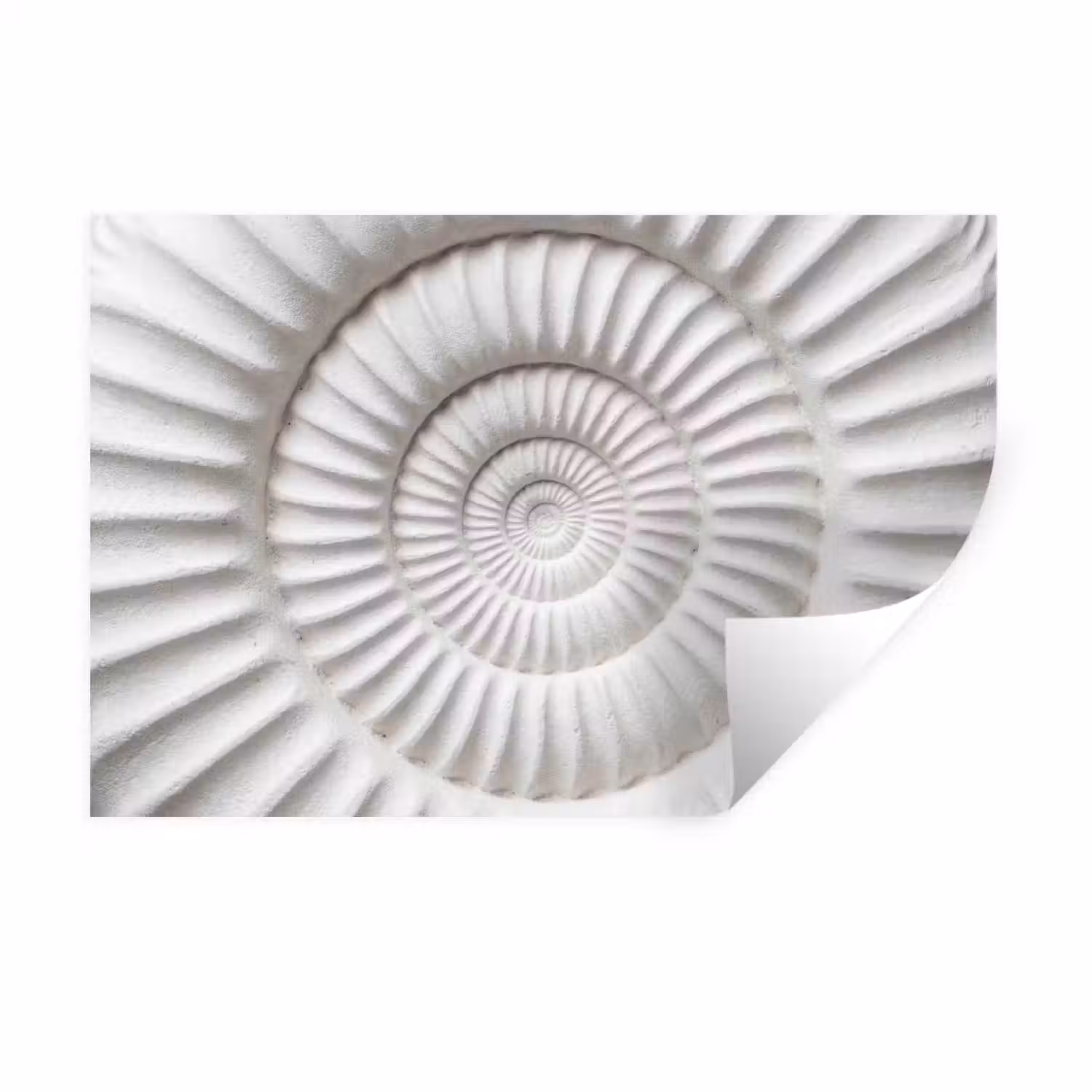 Schelp - Spiraal - Wit Muursticker klein -3d