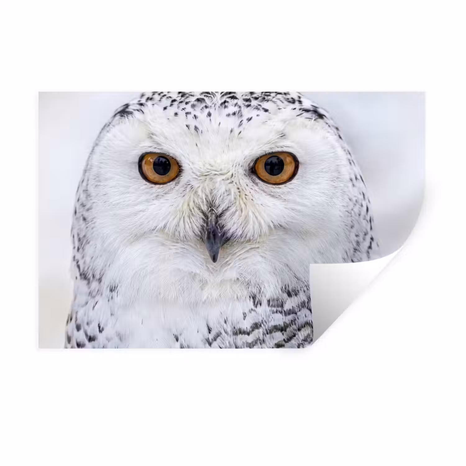 Sneeuwuil - Oog - Wildlife - Wit Muursticker klein -3d