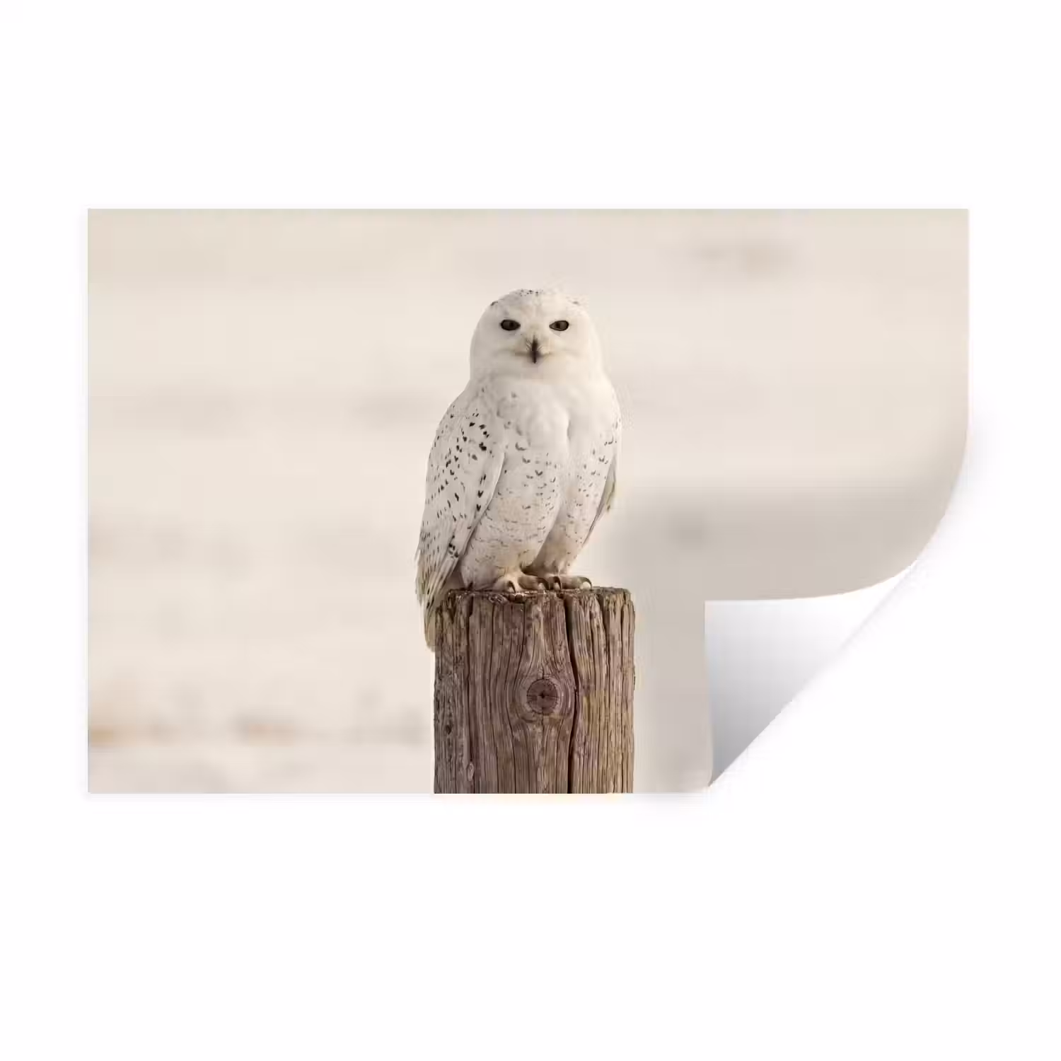 Sneeuwuil - Paal - Winter - Portret - Majestueus Muursticker klein -3d