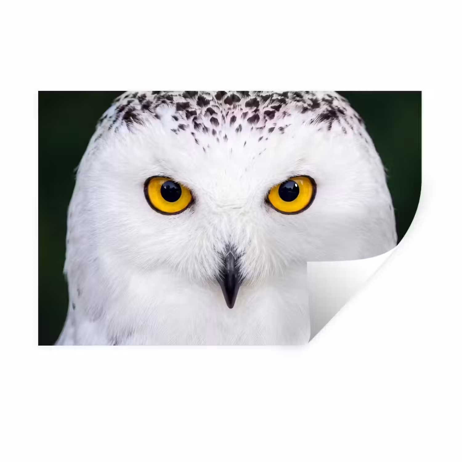 Sneeuwuil - Portret - Geel Muursticker klein -3d
