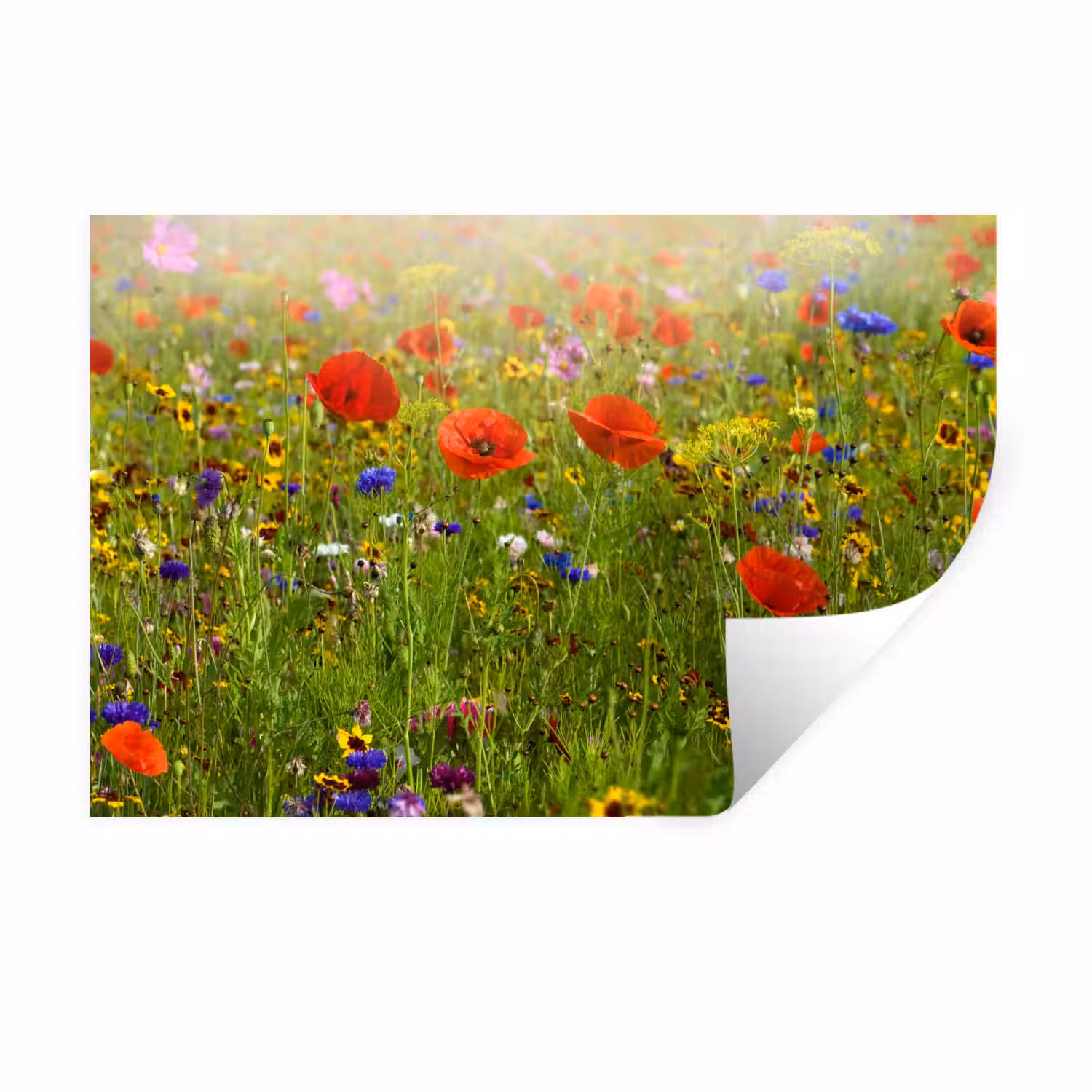 Lente - Bloemen - Rood - Klaproos - Gras - Groen Muursticker klein -3d