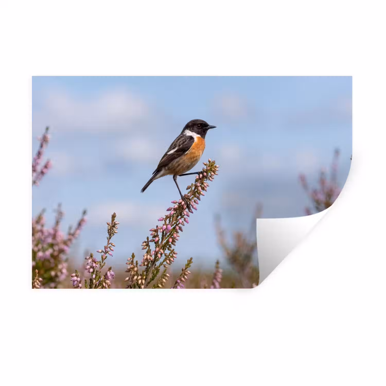 Roodborsttapuit - Heide - Paars - Natuur - Sfeervol Muursticker klein -3d