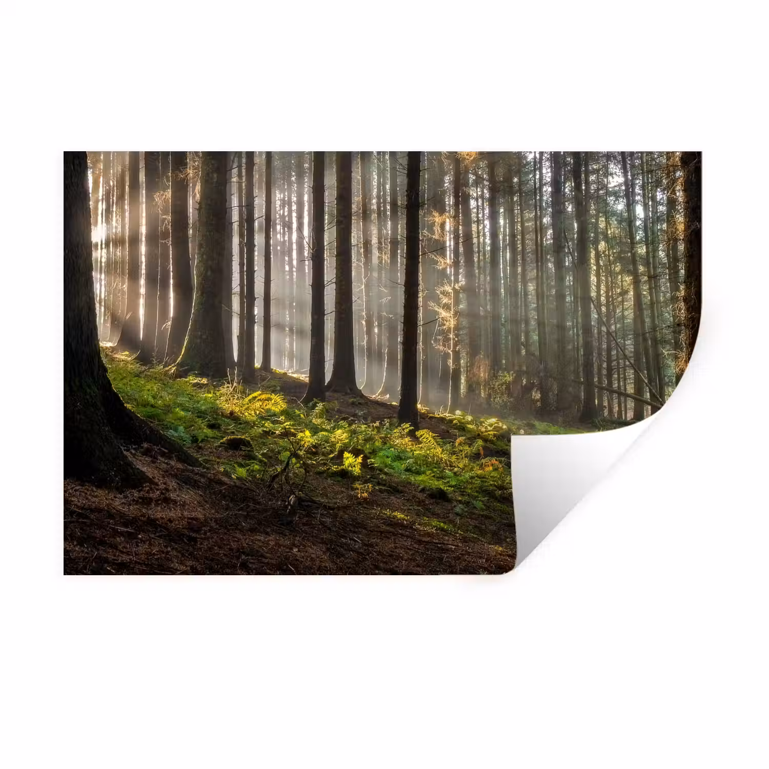 Zonlicht - Takken - Boom - Bos Muursticker klein -3d