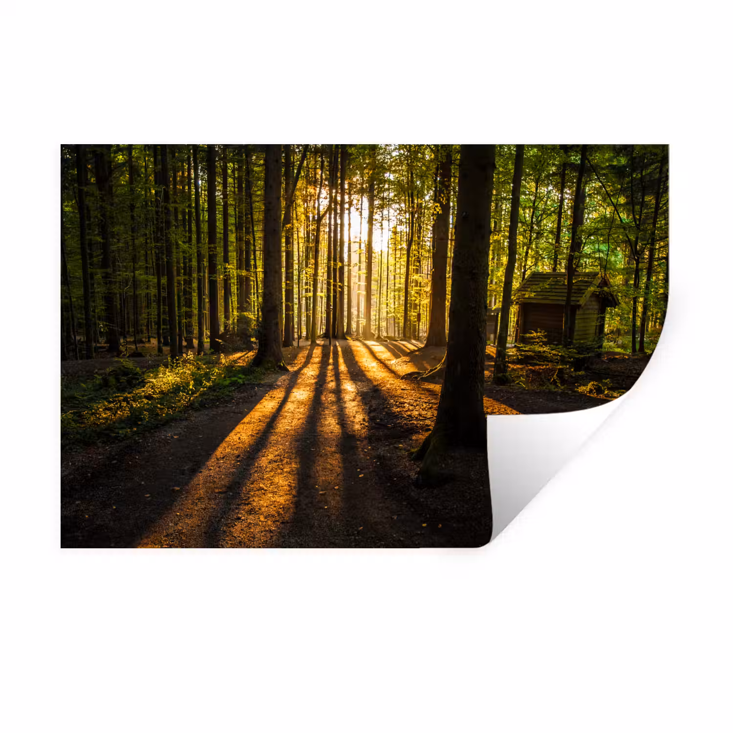 Zon - Bomen - Bos - Landschap Muursticker klein -3d