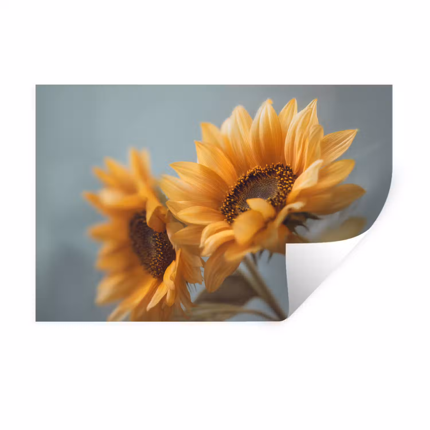 Zonnebloemen - Geel - Wazig Muursticker klein -3d
