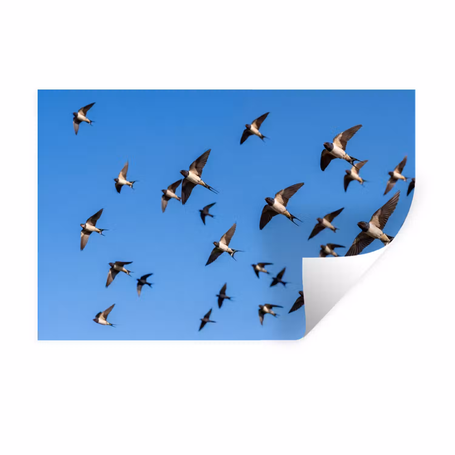 Zwaluwen - Vliegen - Blauw Muursticker klein -3d