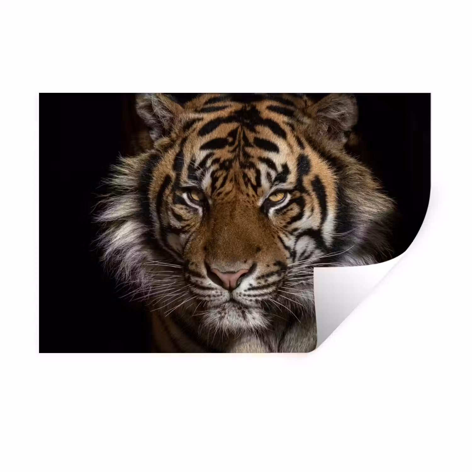 Tijger - Wilde dieren - Portret Muursticker klein -3d