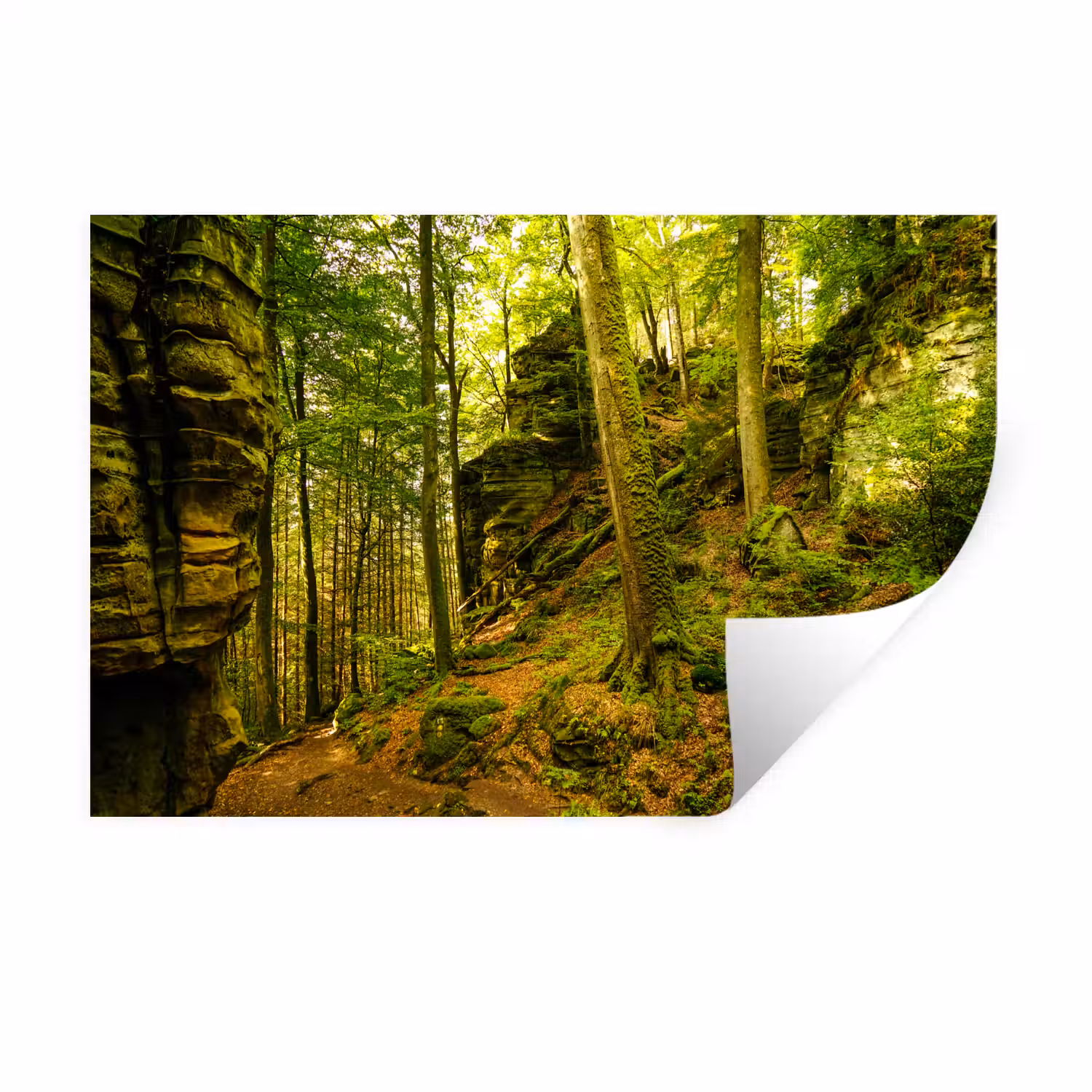 Bomen - Steen - Bos - Natuur Muursticker klein -3d