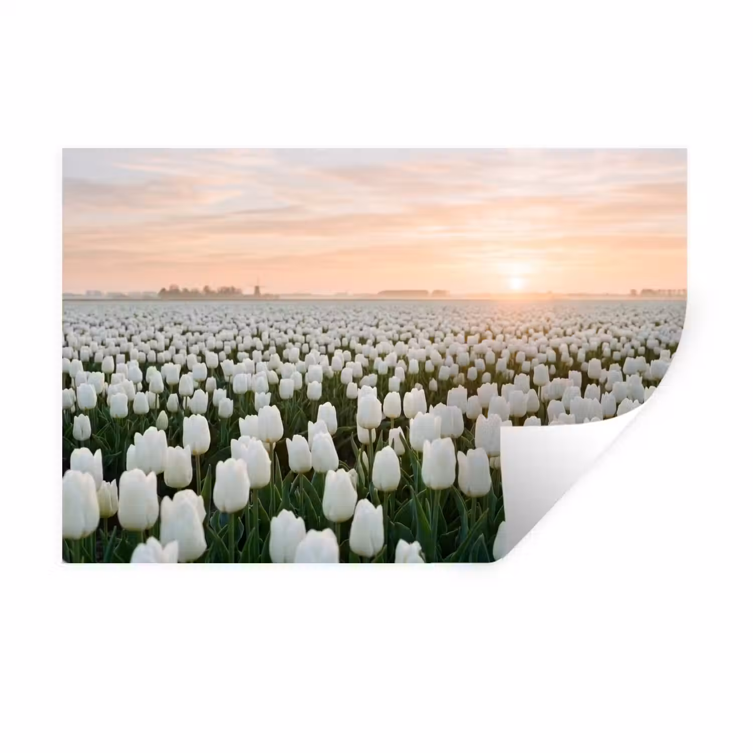 Tulpen - Landschap - Wit Muursticker klein -3d