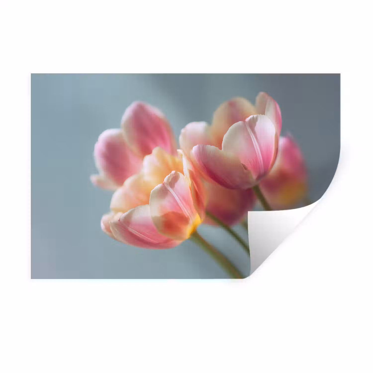 Tulpen - Roze - Stelen Muursticker klein -3d