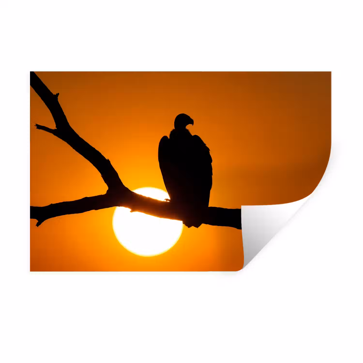 Gier - Tak - Zon - Oranje Muursticker klein -3d