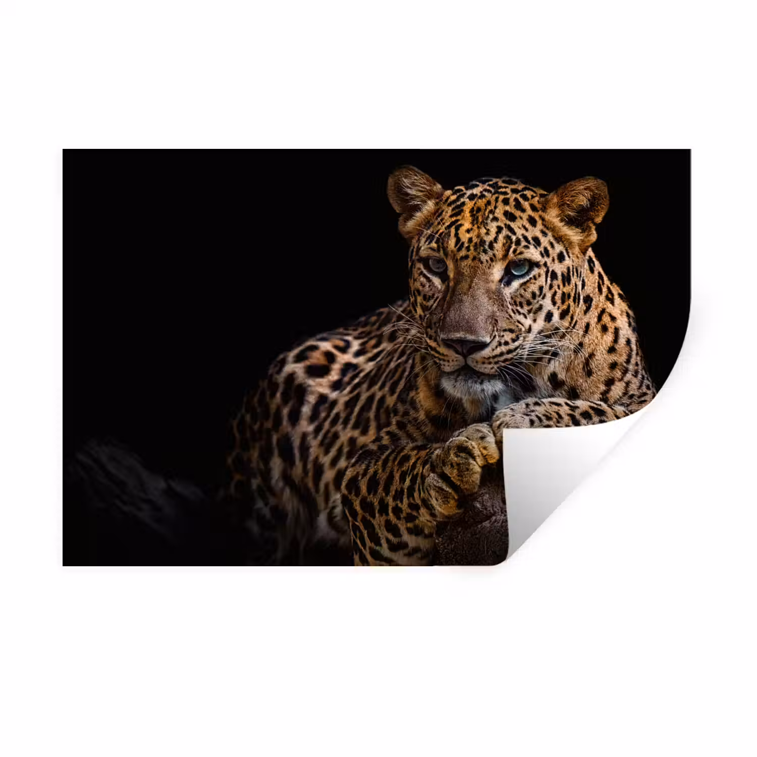 Wilde dieren - Panter - Portret - Zwart - Dieren Muursticker klein -3d