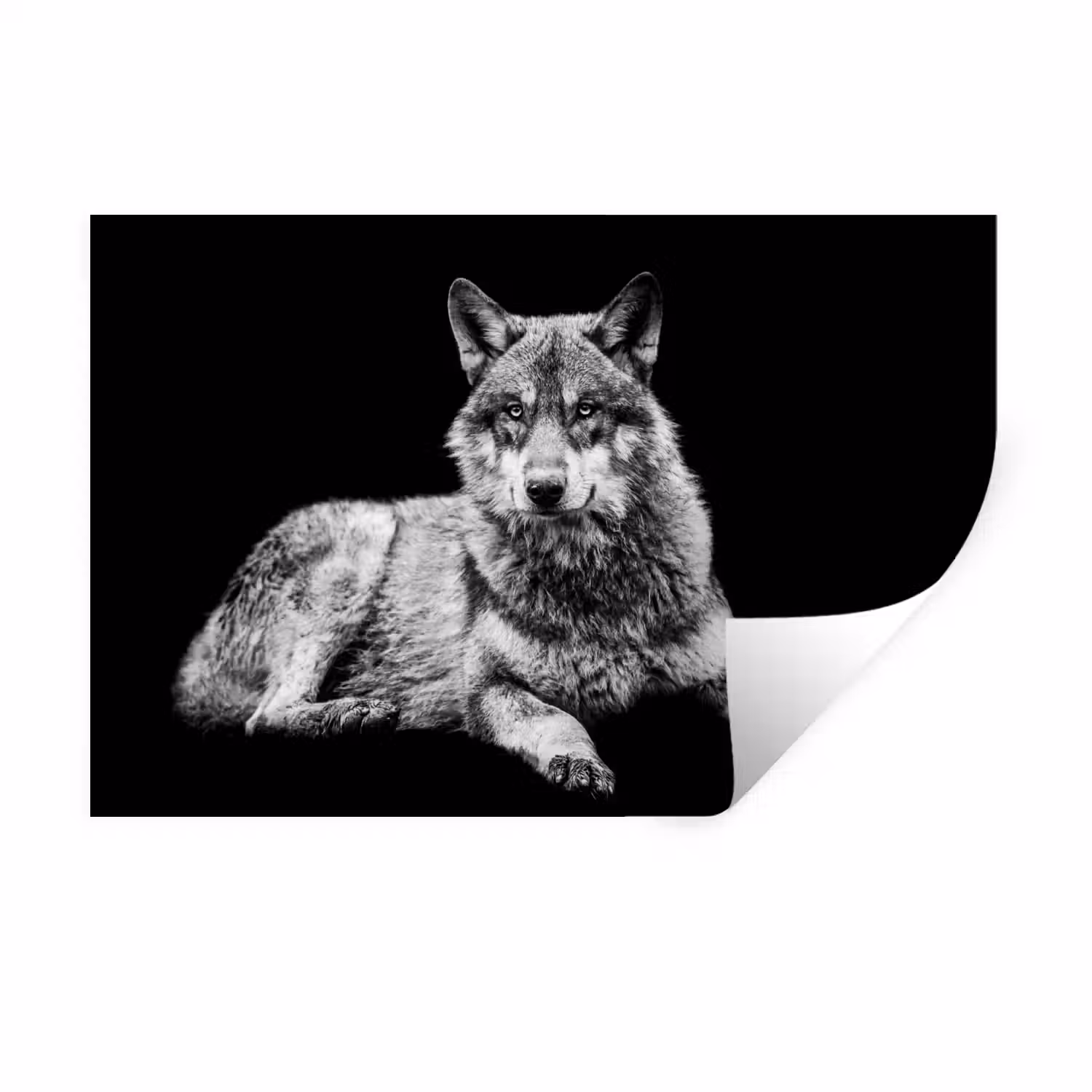Wilde dieren - Wolf - Zwart - Wit Muursticker klein -3d