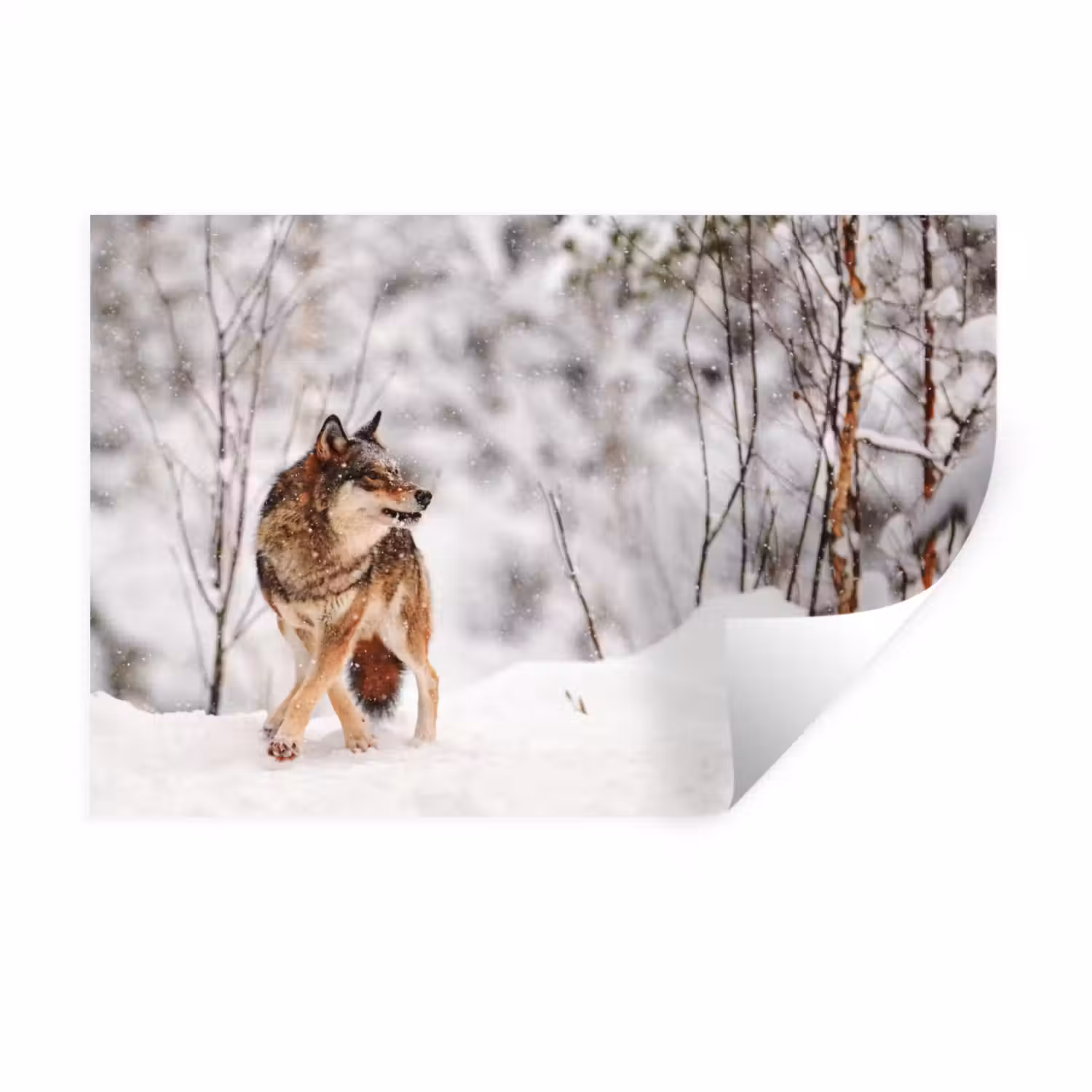 Wolf - Winter - Sneeuw - Natuur - Dieren Muursticker klein -3d