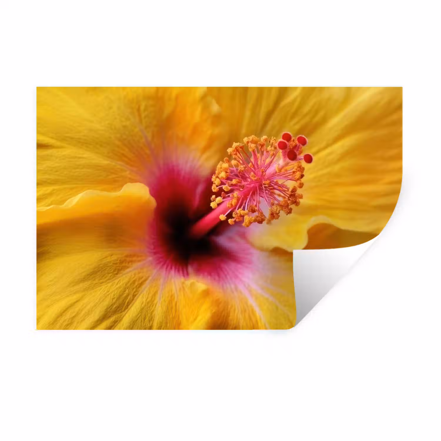Geel - Hibiscus - Tropisch Muursticker klein -3d