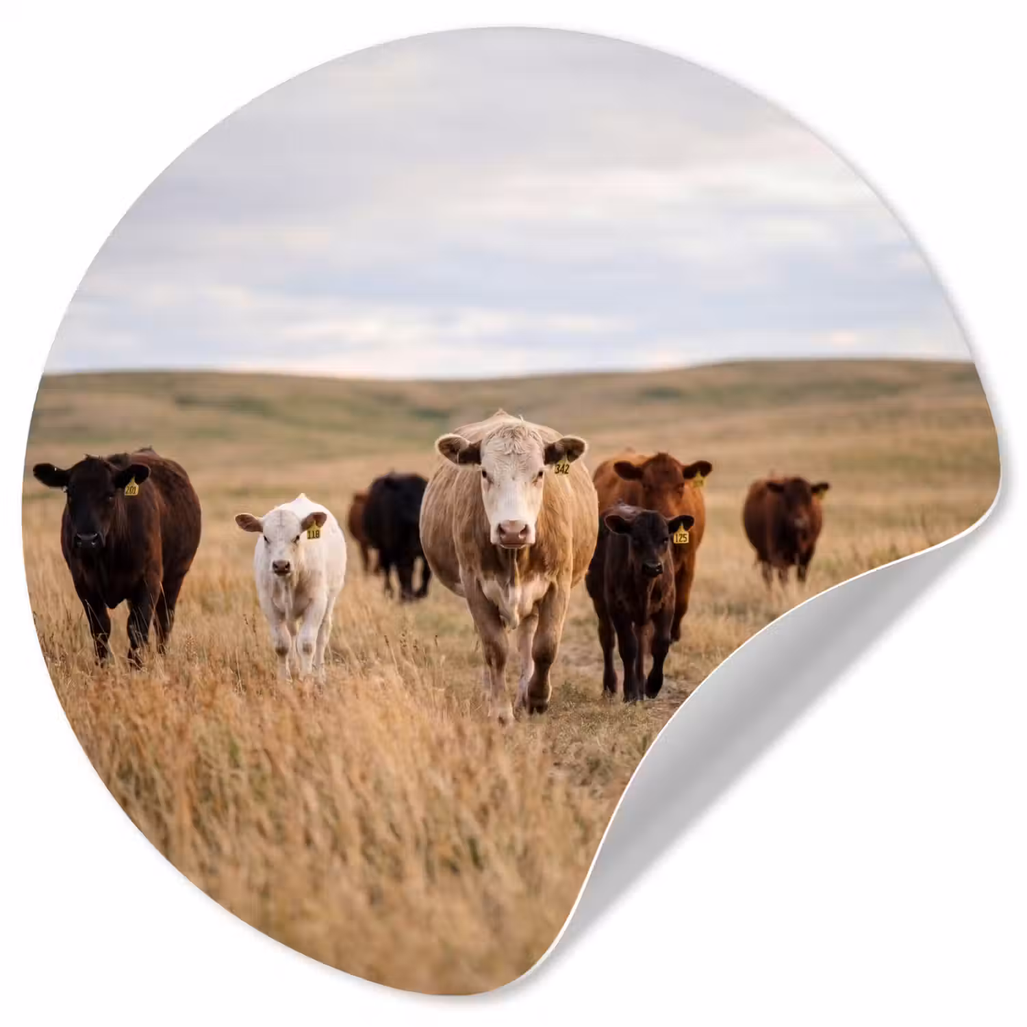 Runderen - Kudde - Landschap - Weide - Rustig Wandcirkel behangsticker klein -3d