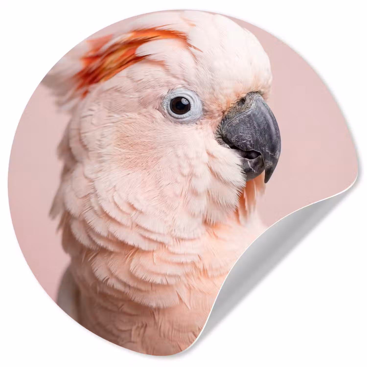 Kaketoe - Portret - Roze Wandcirkel behangsticker klein -3d