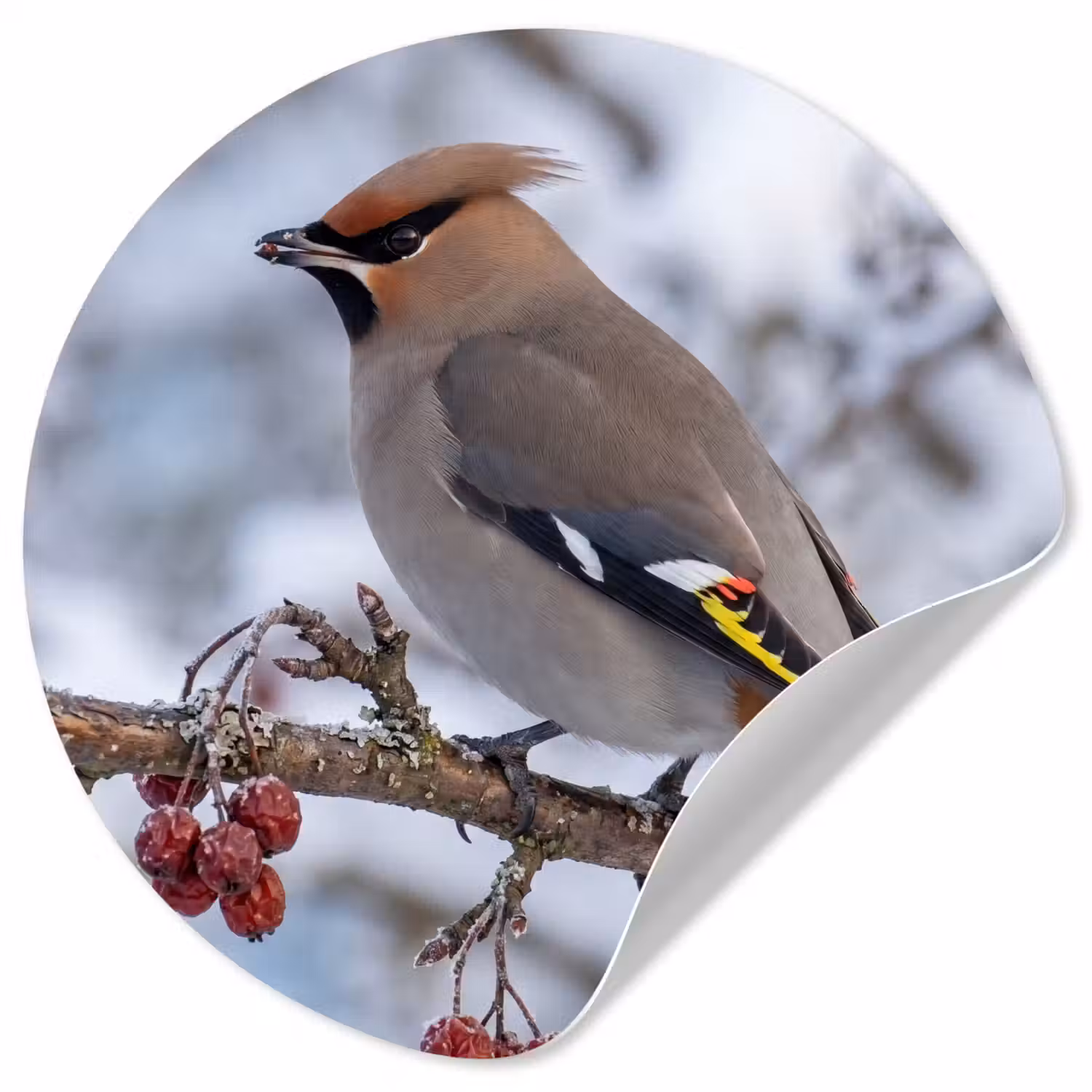 Pestvogel - Bessen - Winter - Natuur Wandcirkel behangsticker klein -3d