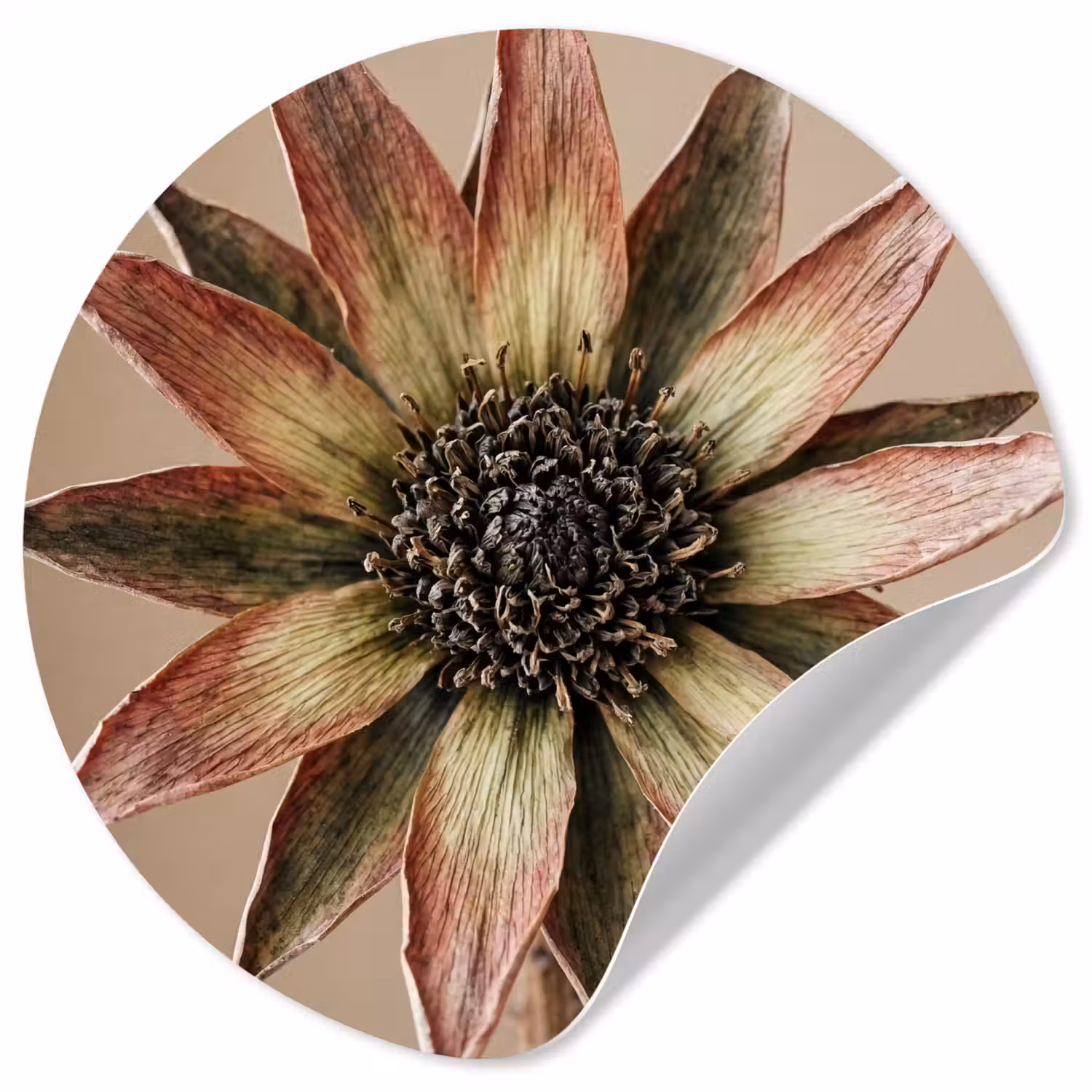 Droogbloem - Protea - Vintage - Beige - Rustiek Wandcirkel behangsticker klein -3d